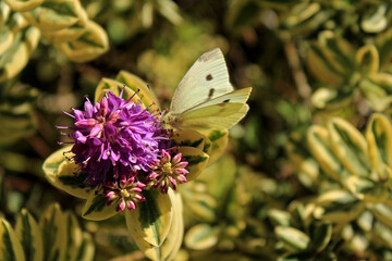 Naklejka premium California