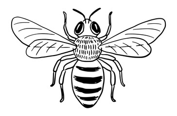 Hand-drawn honey bee with spread wings