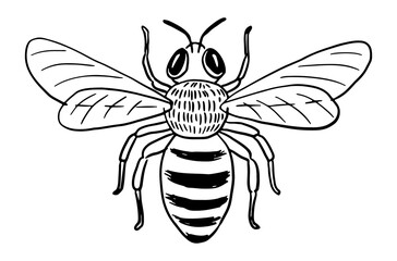 Hand-drawn honey bee with spread wings