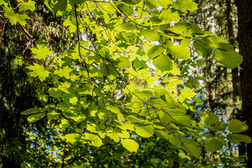 background, green leaves in forest and the Sun