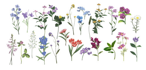 Large set of wild flowers