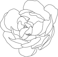 doodle line art peony flower bouquet elements