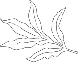 doodle line art peony flower bouquet elements