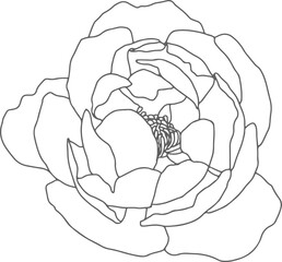 doodle line art peony flower bouquet elements