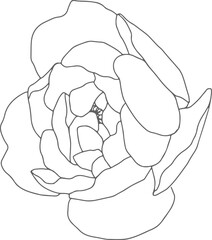 doodle line art peony flower bouquet elements