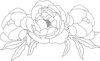 doodle line art peony flower bouquet elements