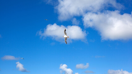 Flying seagulls on azure sky background