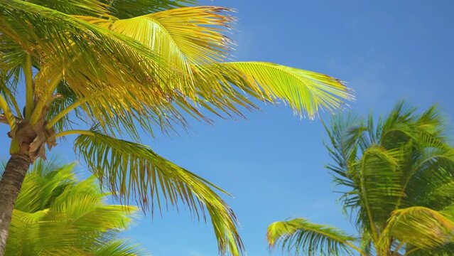 Clear azure sky background and palm tree in sunlight. Maldives beach in summer season. Sea coast with tropical beach on a sunny day. Camera no motion.