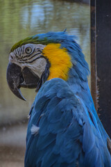 blue and yellow parrot
