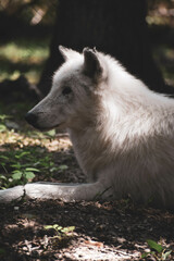 Fototapeta premium white wolf in the woods