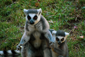 Obraz premium ring lemur