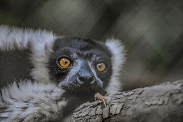 lemur on a tree