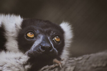 black and white lemur