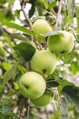 Green apples with raindrops on a tree in summer. Orchard garden in August. Selective focus. Juicy fruits growing, close-up. Harvesting concept.