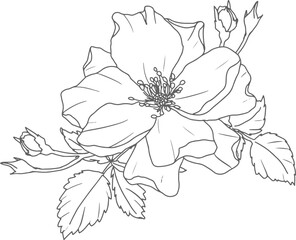doodle line art rose flower bouquet elements