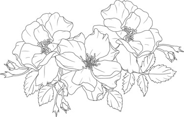 doodle line art rose flower bouquet elements