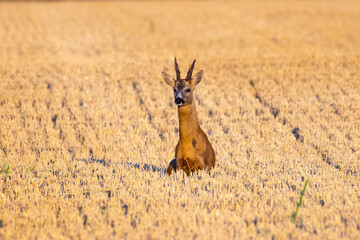 A beautiful roe deer in the field © predrag1