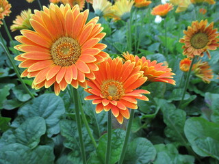 春の花壇に美しく咲き誇る、オレンジ色が鮮やかなガーベラ（キャロライン）