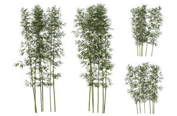 Bamboo tree on transparent background - obrazy, fototapety, plakaty