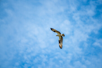 Osprey in flight with blue sky and clouds