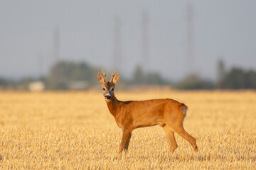 A beautiful roe deer in the field