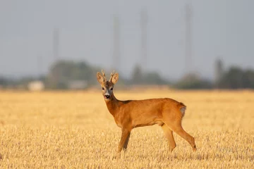 Fototapeten A beautiful roe deer in the field © predrag1