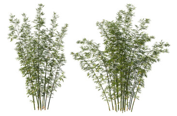 Bamboo tree on transparent background