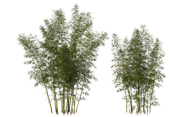 Bamboo tree on transparent background