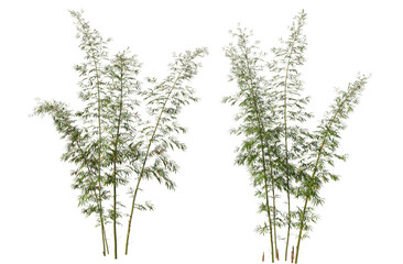 Bamboo tree on transparent background