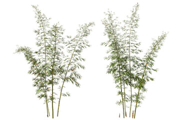 Bamboo tree on transparent background