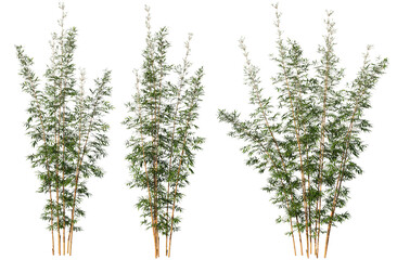 Fototapeta premium Bamboo tree on transparent background