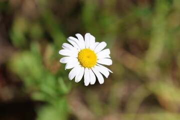 Auschnitt Nahaufnahme von einer kleinen Margeritte im Wald mit Tiefenschärfe im Sonnenlicht