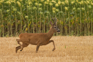 A beautiful roe deer in the field
