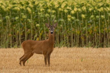 A beautiful roe deer in the field