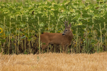 A beautiful roe deer in the field © predrag1