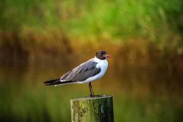 Laughing Gull on a post