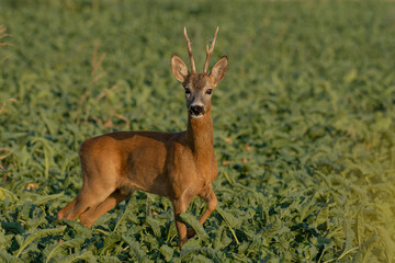 A beautiful roe deer in the field