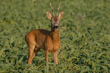 A beautiful roe deer in the field