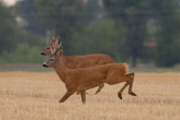 A beautiful roe deer in the field © predrag1