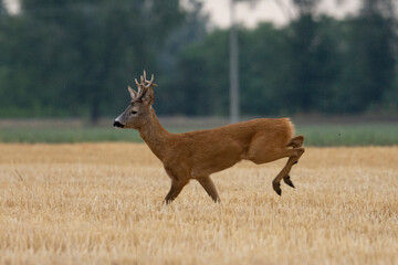 A beautiful roe deer in the field