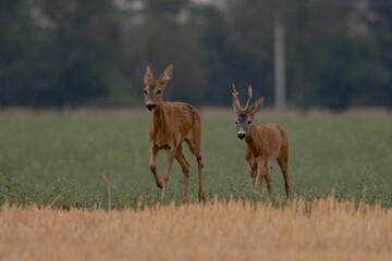 Roe deer(Capreolus capreolus) in their natural habitat