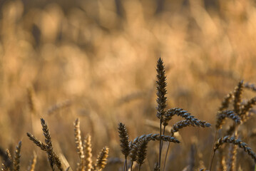 AGRICULTURE - Cereals on the farmland before harvest
