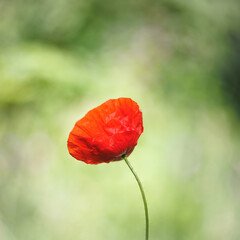 Fototapeta na wymiar Poppy red with green natural background