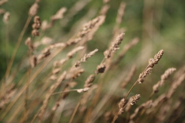 Fototapeta na wymiar grass in the wind, cat grass dry grass looks like yellow ears of wheat, blurred for background
