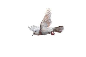 Movement Scene of Rock Pigeon Flying in The Air, Transparent background PNG file.