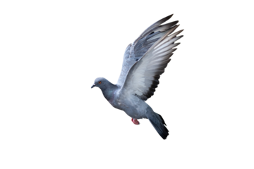 Movement Scene of Rock Pigeon Flying in The Air, Transparent background PNG file.