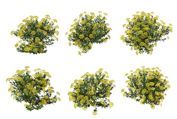 Flowers on a transparent background