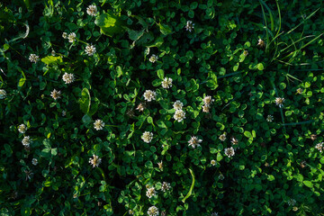 White clover meadow top view with green leaves natural background, summer concept