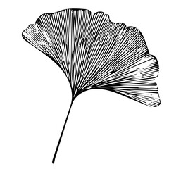 Simple ginkgo tree silhouette of leaves. Illustration isolated on white background