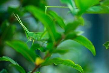 Obraz premium locusts，a kind of orthoptera insects